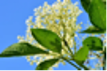 Elderflower White Balsamic