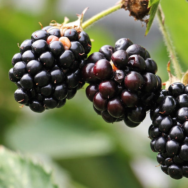 Blackberry-Ginger Dark Balsamic