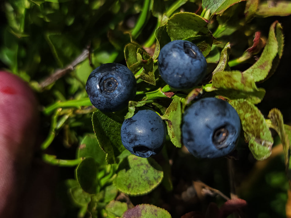 Wild Blueberry Dark Balsamic Vinegar