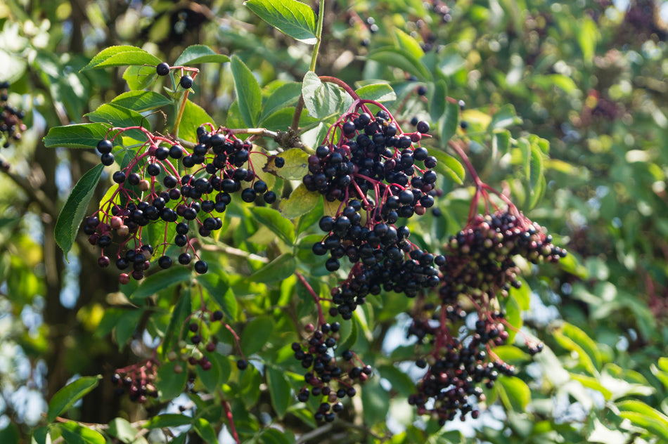 Elderberry Dark Balsamic Vinegar
