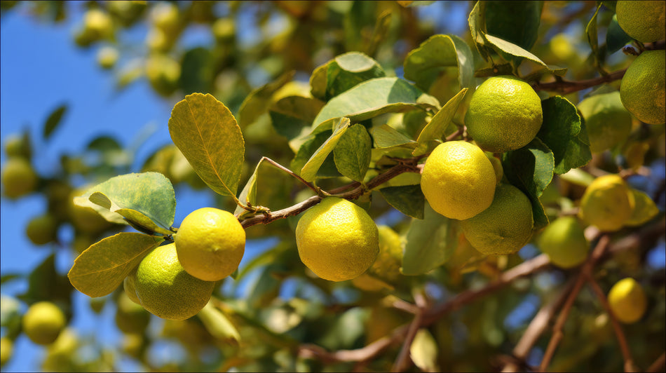 Sicilian Lemon White Balsamic Vinegar