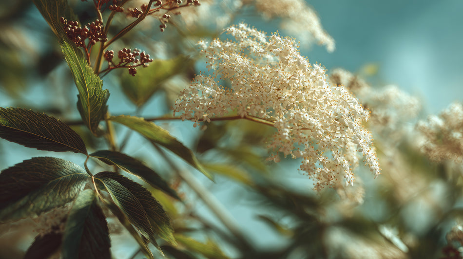 Elderflower White Balsamic Vinegar