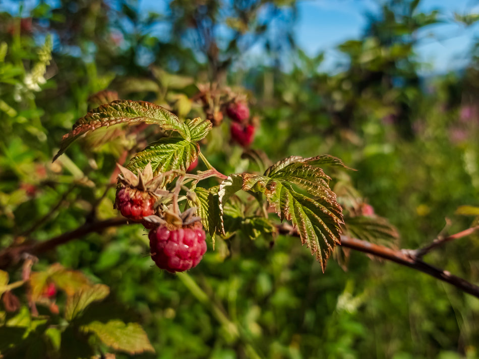 Cascadian Wild Raspberry White Balsamic Vinegar
